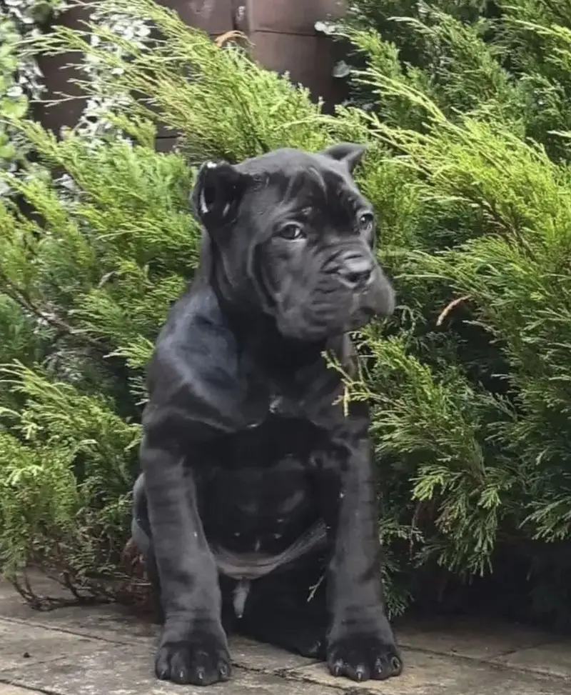 IMPORTED CANE CORSO PUPPY HIGH QUALITY  AVAILABLE — photo 2