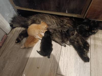 Persian kittens