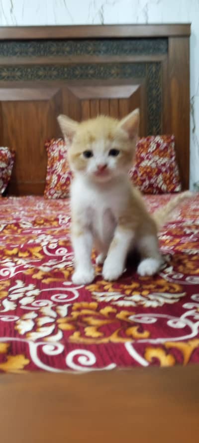 Quality Persian cat and kitten both male and female are available