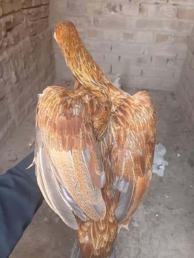 1 female 1 chiks age 1 month hera aseel blood line