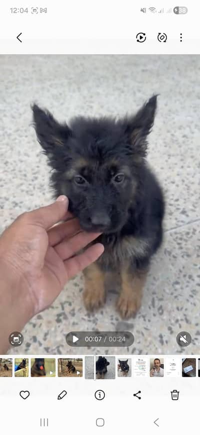female German Shepherd puppy available for sale