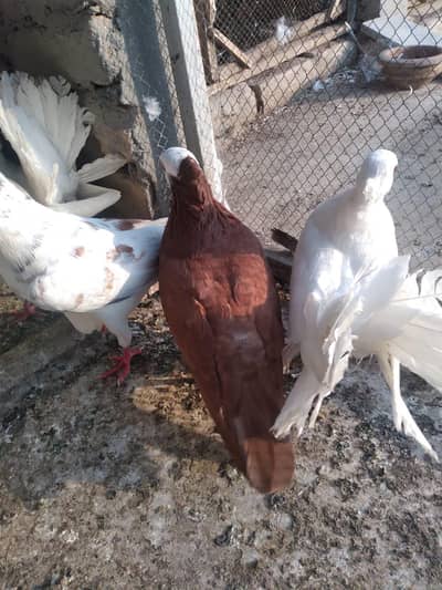 sherazi mukhi mix breed+ laka