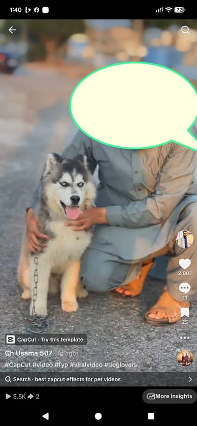 Siberian Husky male healthy and active