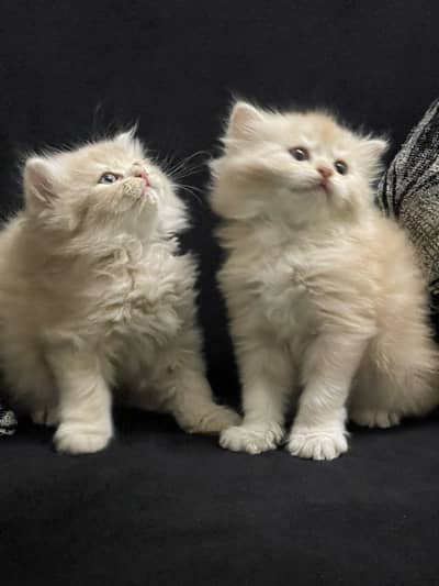 Fawn Persian Long Triple Coated Kittens