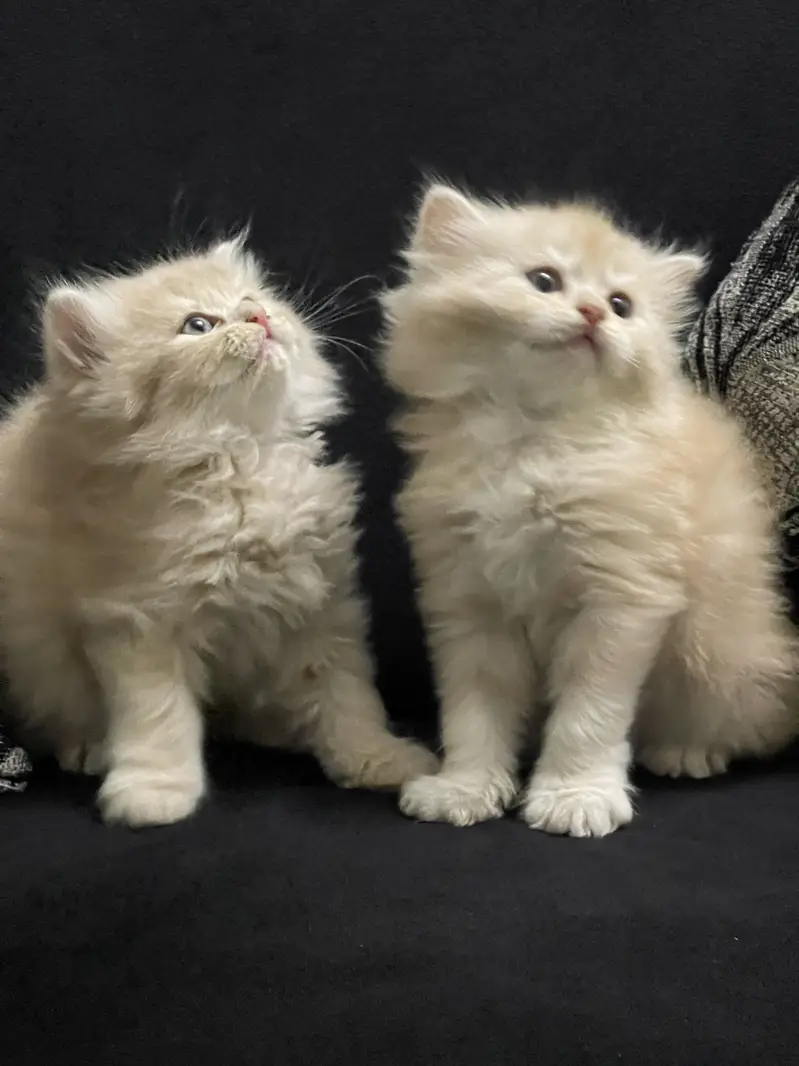 Fawn Persian Long Triple Coated Kittens