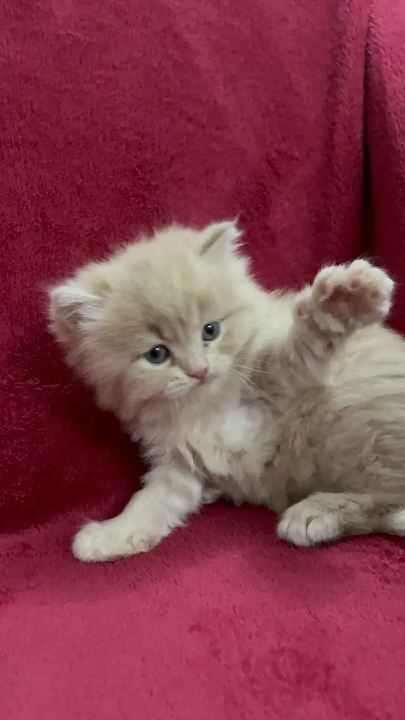 Fawn Persian Long Triple Coated Kittens — photo 2