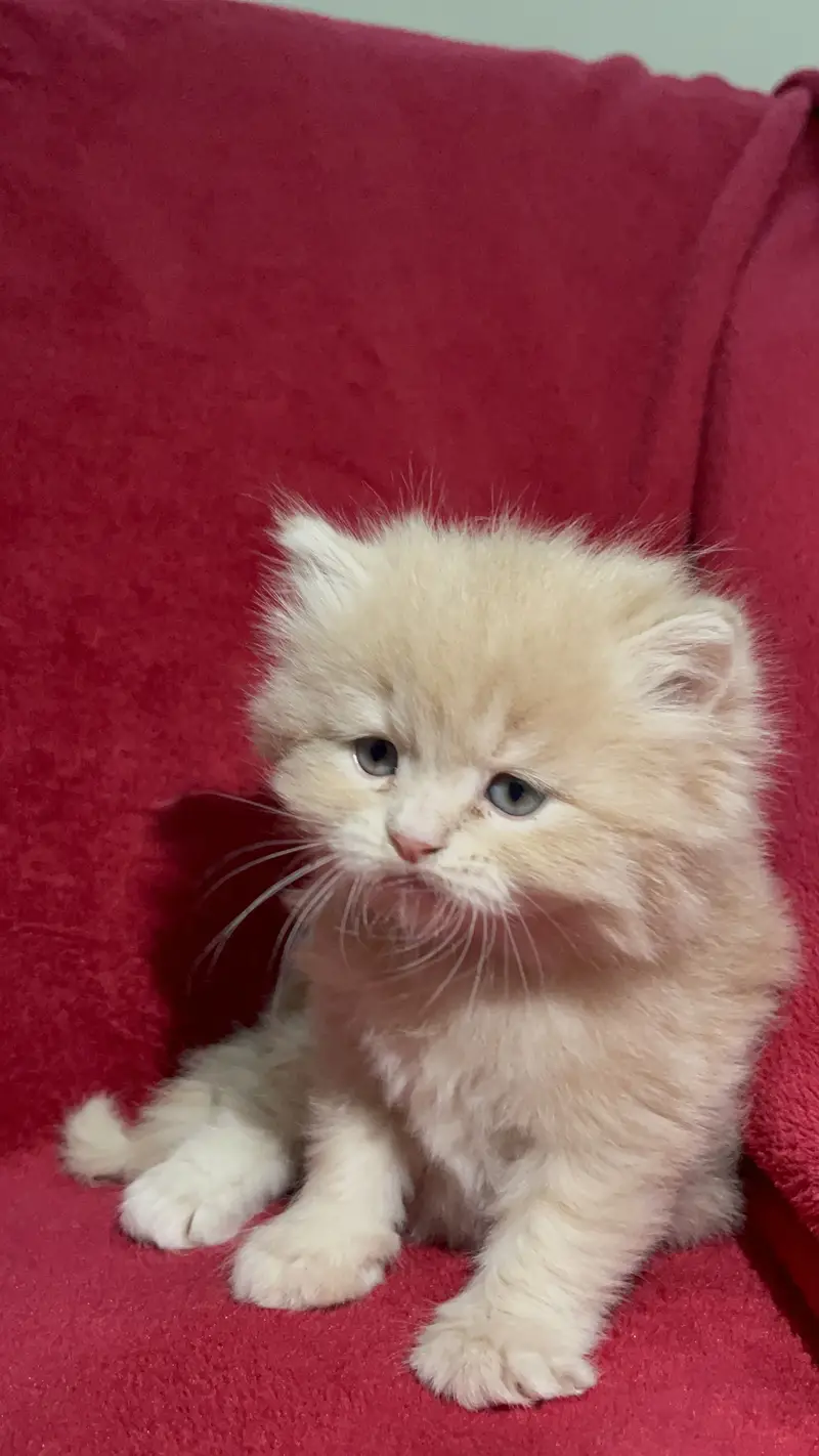 Fawn Persian Long Triple Coated Kittens — photo 3