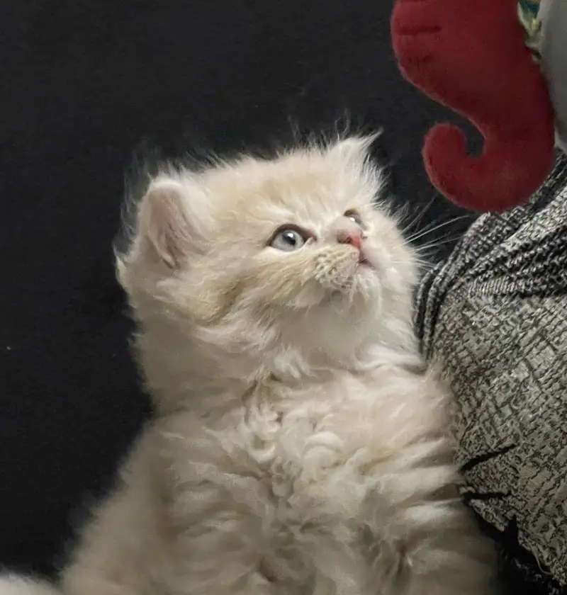 Fawn Persian Long Triple Coated Kittens — photo 4