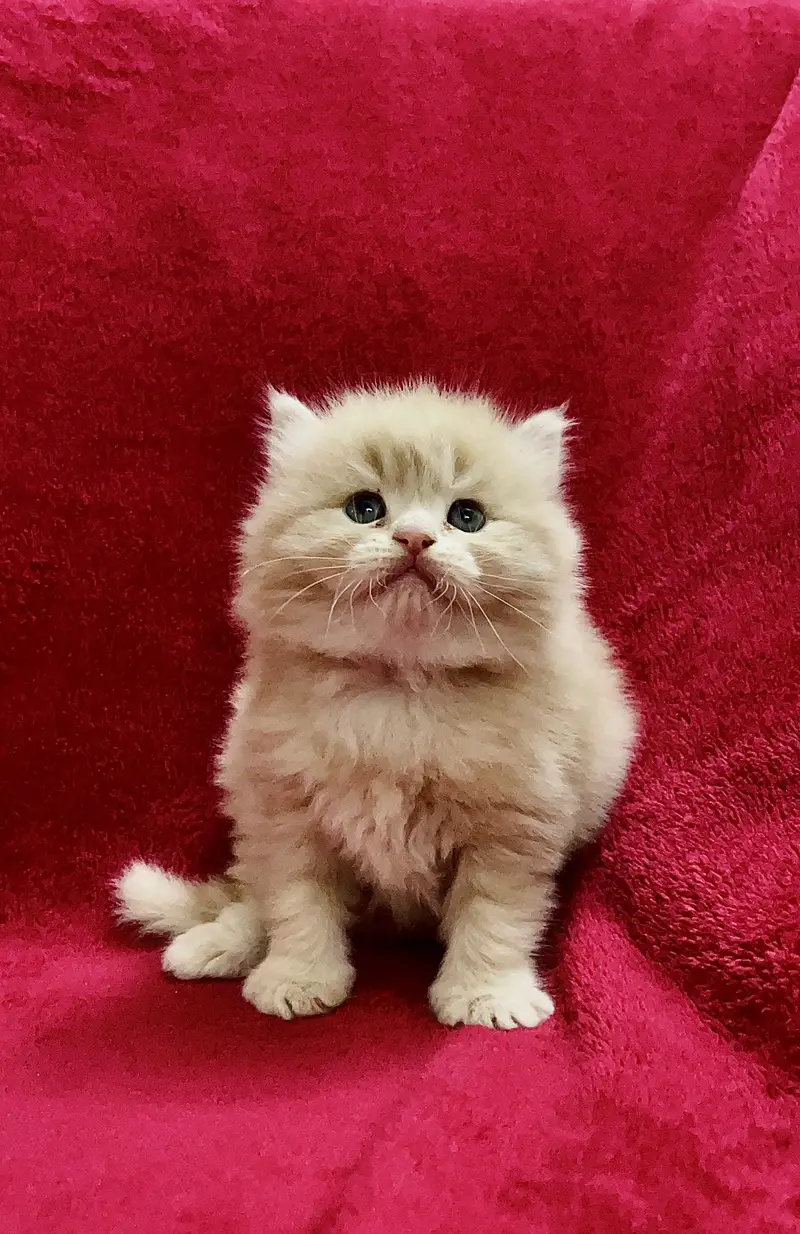 Fawn Persian Long Triple Coated Kittens — photo 5