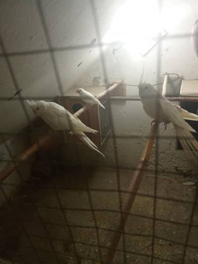common white breader pair beautiful Eno pair