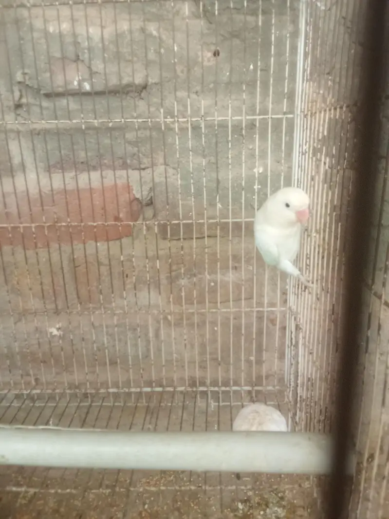 common white breader pair beautiful Eno pair — photo 3