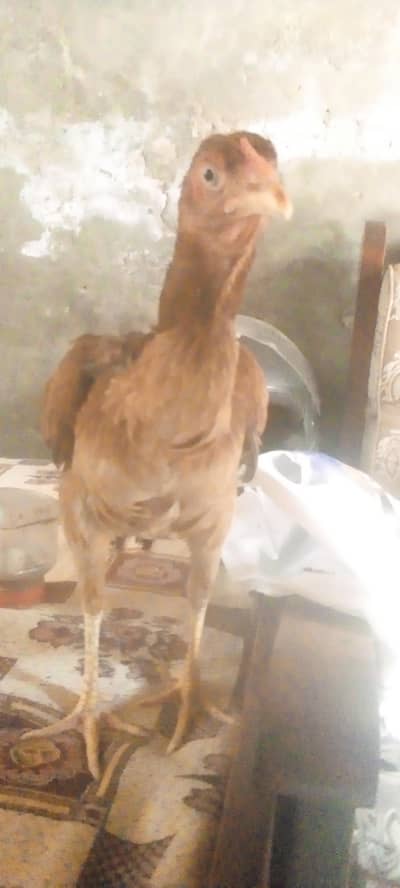 active,miyanwali aseel hen