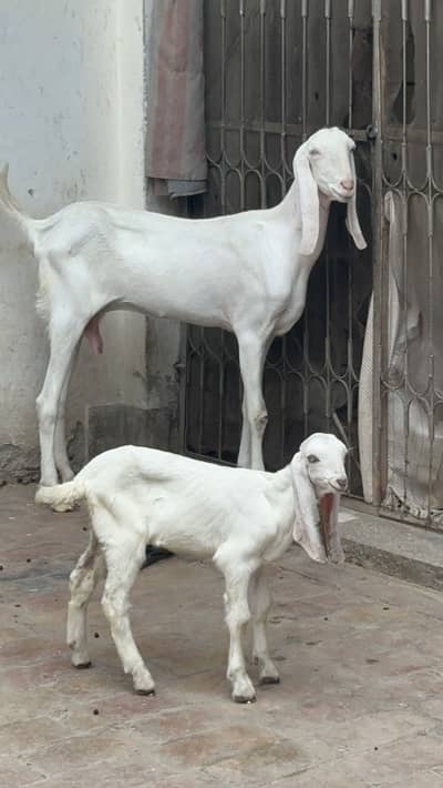 Rajan puri Bakri with 1 female bchaa