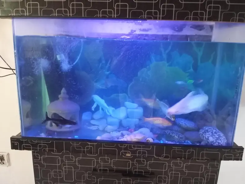 Fish Aquarium