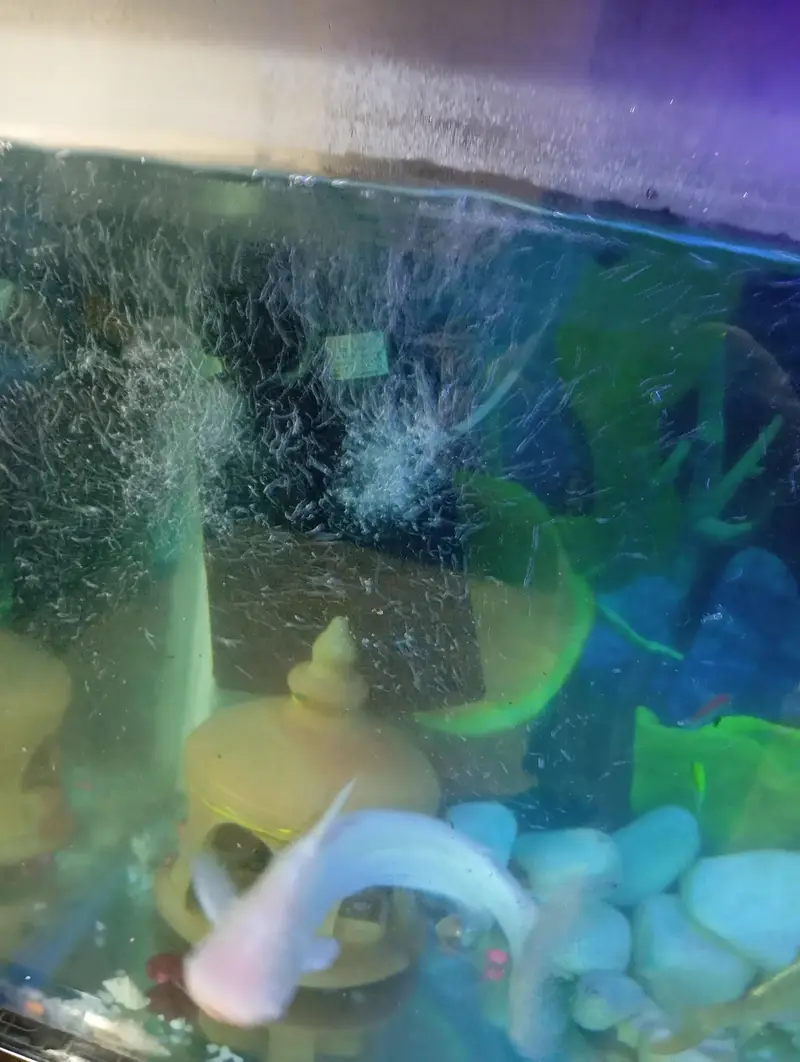 Fish Aquarium — photo 2