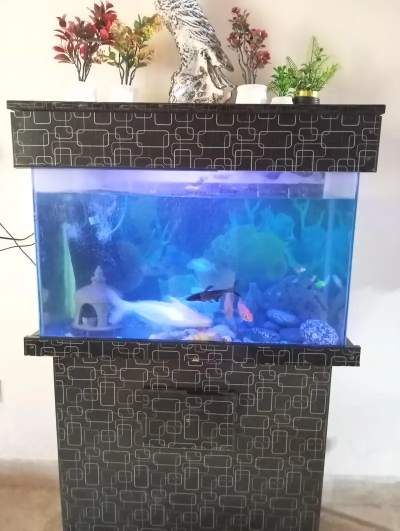 Fish Aquarium — photo 3