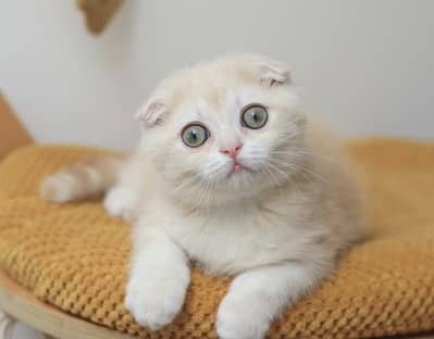 British Shorthair | Scottish Fold | Maine Coon | Bengal | Munchkin