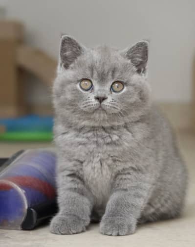 British Shorthair | Scottish Fold | Maine Coon | Bengal | Munchkin
