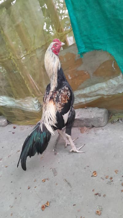 aseel murga