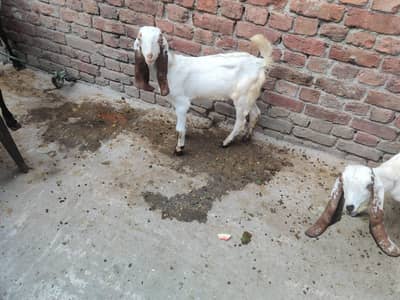 for sale