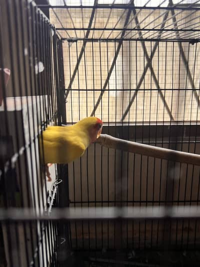 Lovebirds