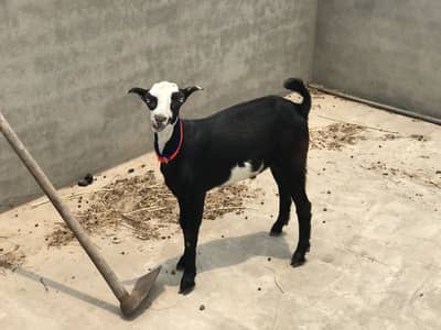 Ablak teddy bakra