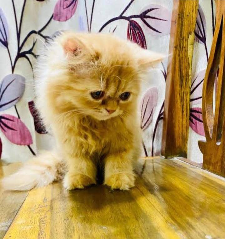 kitten 0