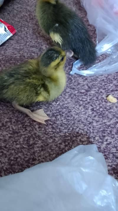 Ducks for sale