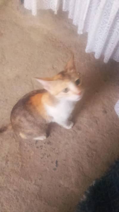 cat for sale