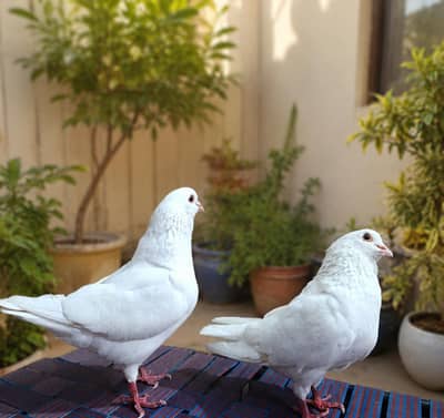 King pigeon | Kabootar | fancy Pigeon | Bird for sale
