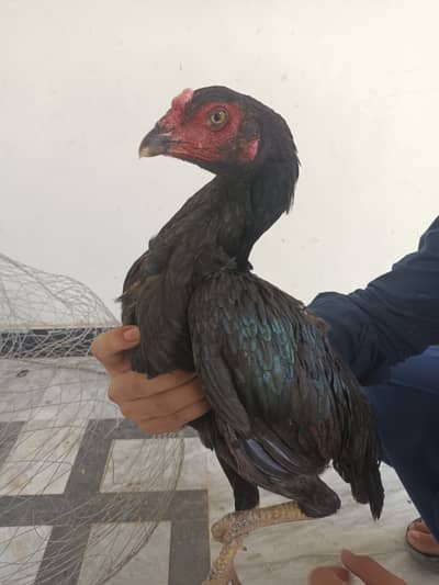 2 aseel high quality madi for sale