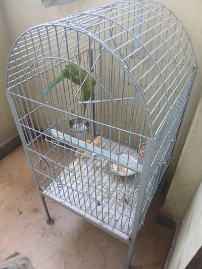 Healthy & Beautiful Parrot Pair for Sale