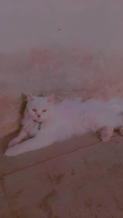 White Piraion Catt
