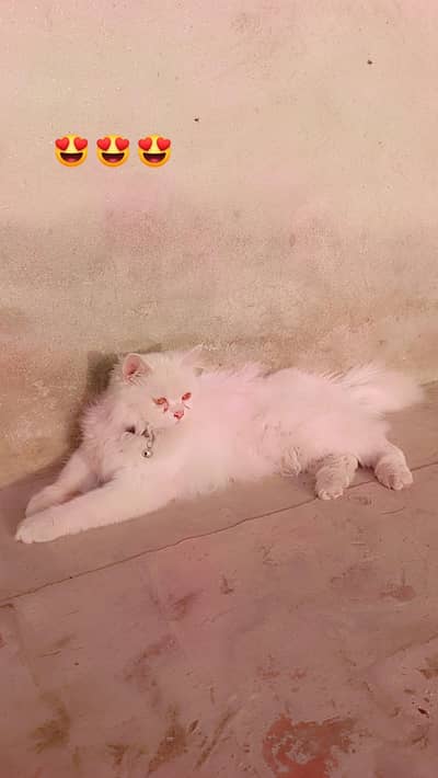 White Piraion Catt