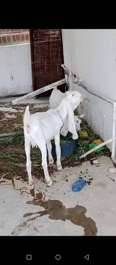kamori bakri gullabi