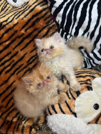 peki cfa bloodline pair
