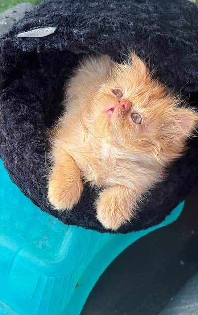 peki cfa bloodline male female available