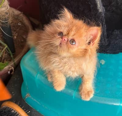 peki cfa bloodline male female available