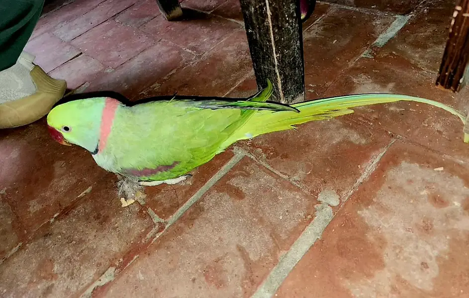 Raw Parrot breading pear ( Tamed )
