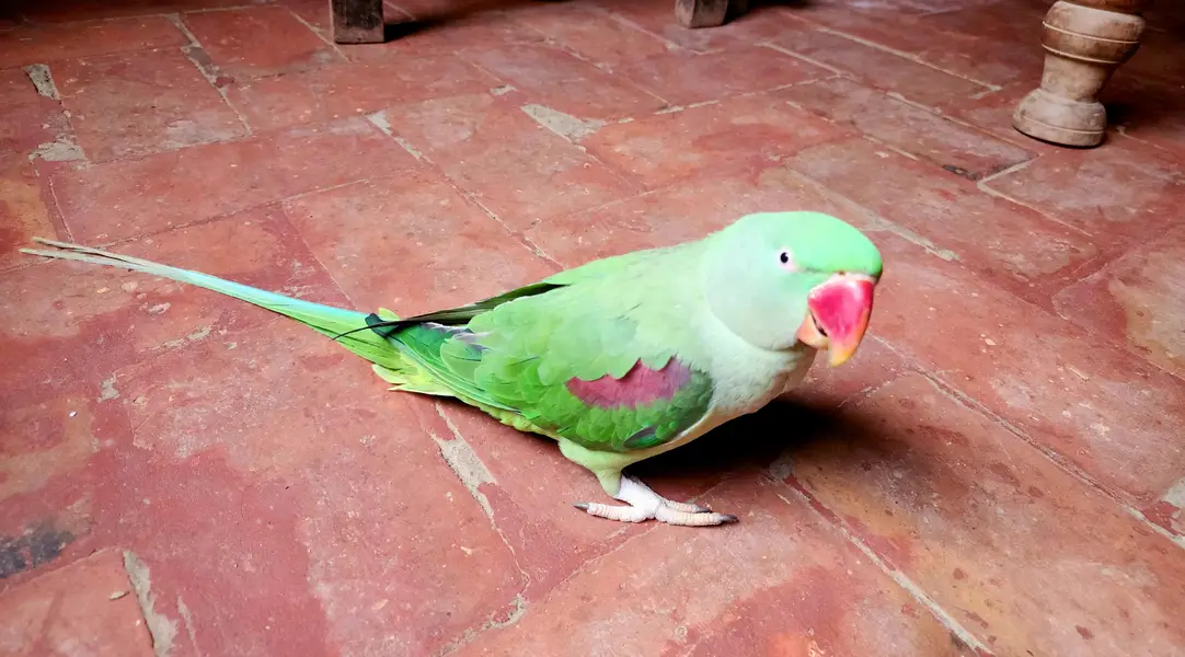 Raw Parrot breading pear ( Tamed ) — photo 3