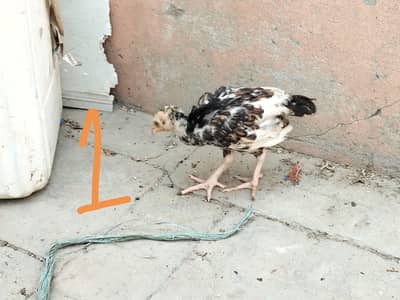 Aseel chicks and hens number0305487407 only WhatsApp