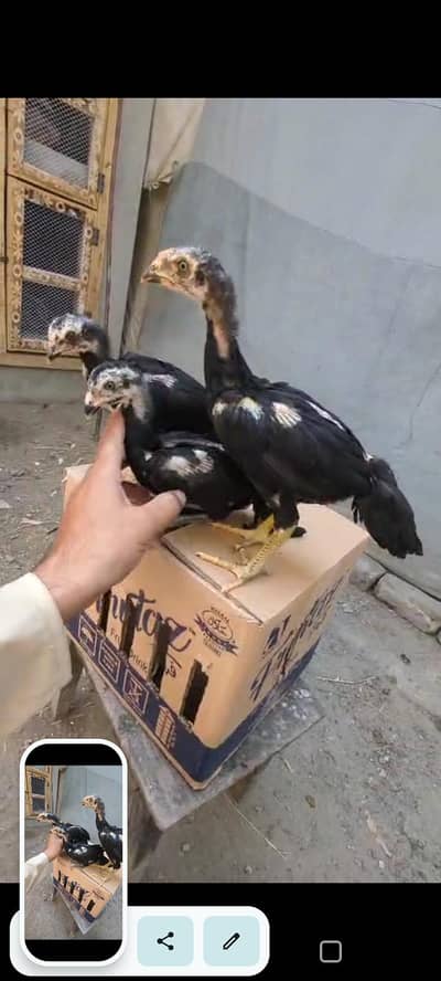 aseel chicks 1 male and 2 female