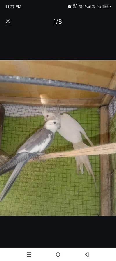 cocktail k Bearder pair  with egg for sale 03054636833