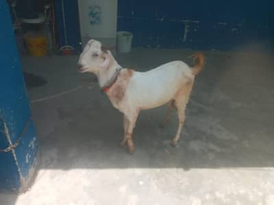 ghar vip bakra ha