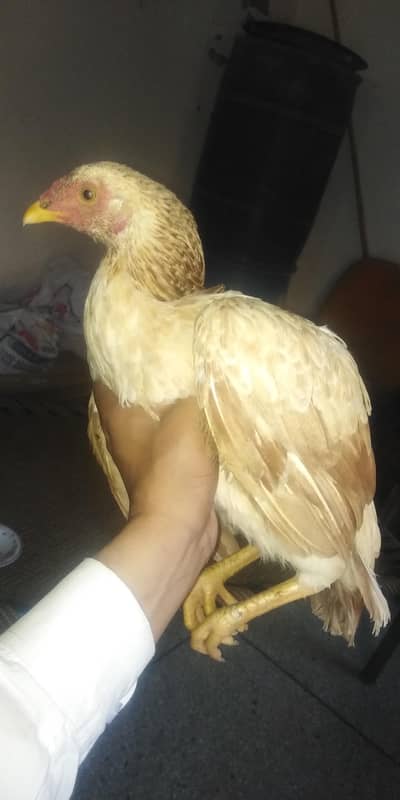 Hen for sale