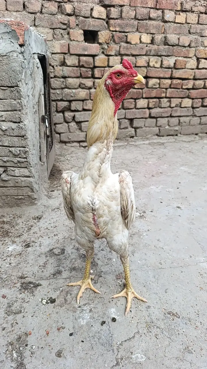 aseel shamo || white shamo || white thai || shamo for sale pure breed