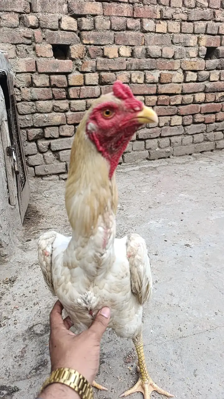 aseel shamo || white shamo || white thai || shamo for sale pure breed — photo 2