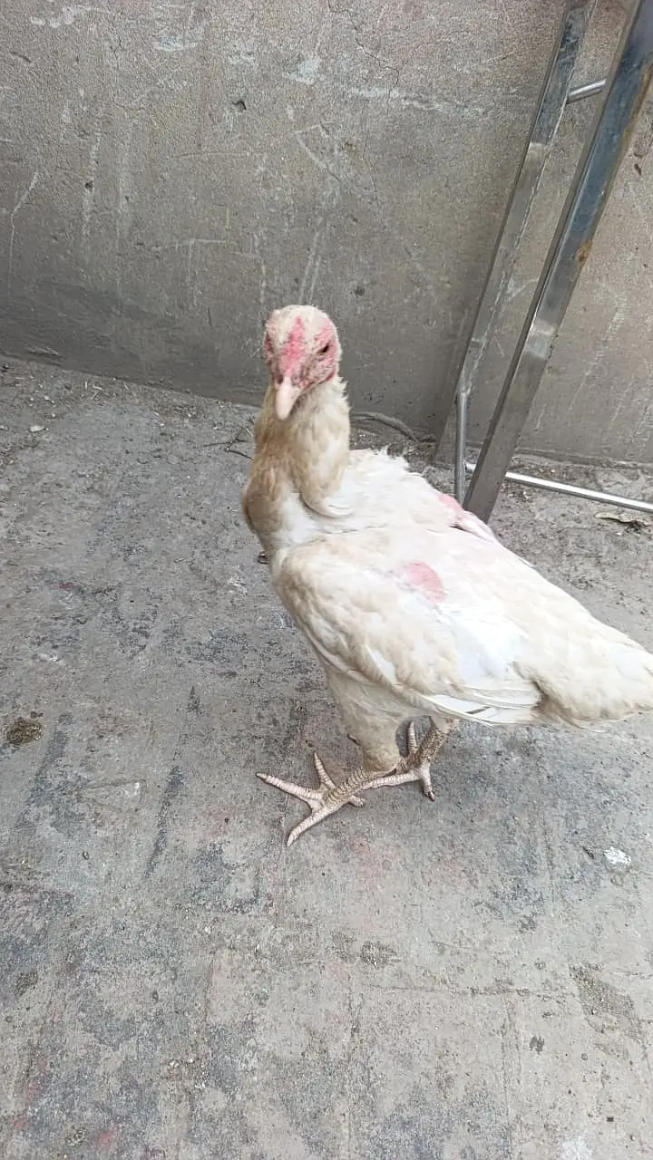 aseel shamo || white shamo || white thai || shamo for sale pure breed — photo 3