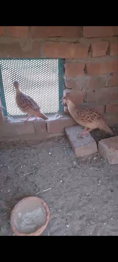 irani teetar breeder pair for sale