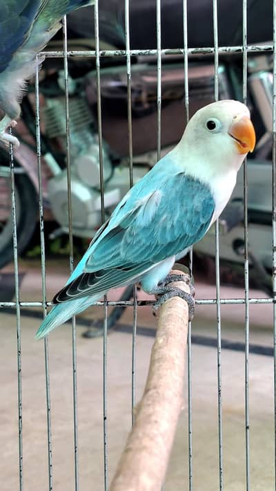 love bird